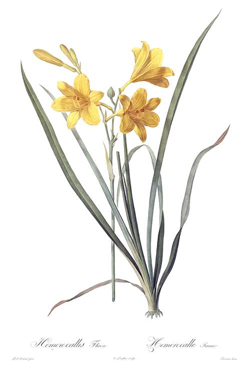Botanical illustration representing ABBI skincare formulated in France
